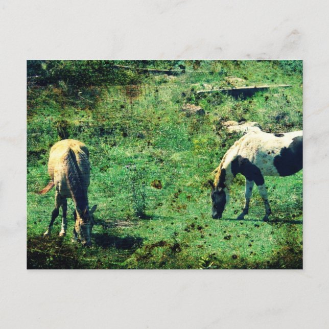 Buckskin und Pinto Postkarte (Vorderseite)
