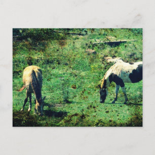 Buckskin und Pinto Postkarte