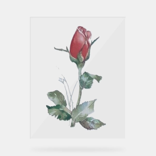 BUD-DESIGN-ROSE für Acrylzeichen Acrylschild (Vorderseite)