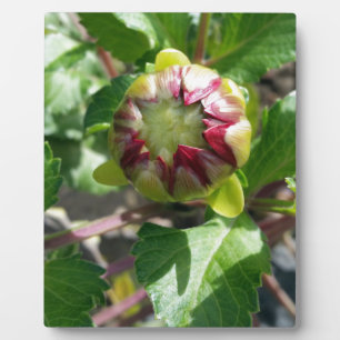 bud in autumn fotoplatte