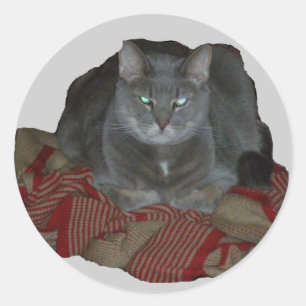 Buddah grauer mürrischer Katzen-Aufkleber Runder Aufkleber