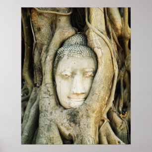 Buddha Kopf in der Feigenbaum .. Ayutthaya, Thaila Poster