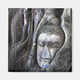 Buddha und der Baumbuddhismus Thailand Fotografie Magnet