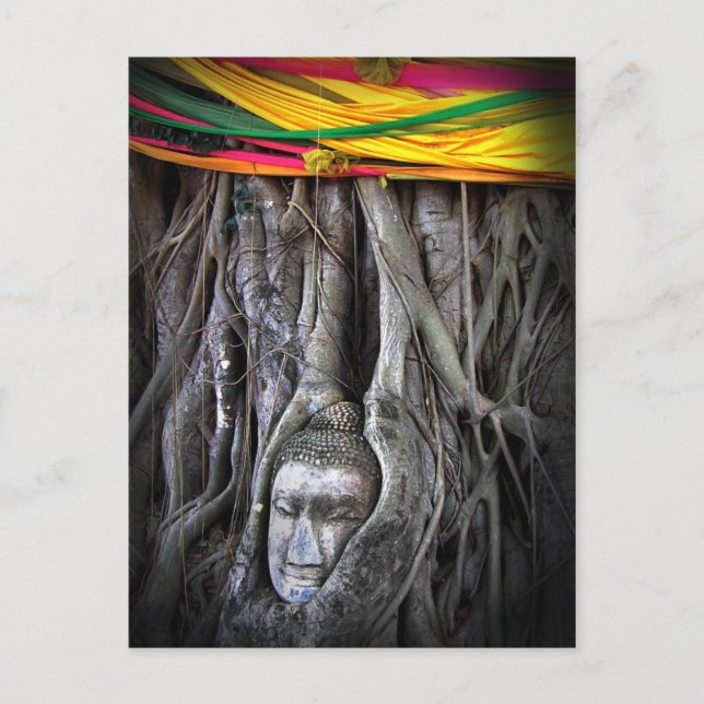 Buddha und der Baumbuddhismus Thailand Fotografie Postkarte (Vorderseite)