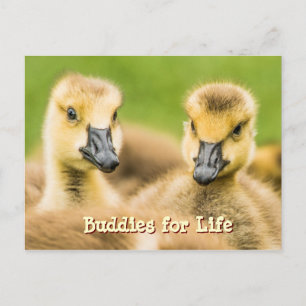 Buddies für Life Postcard Postkarte