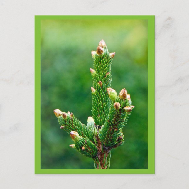 Budding Christmas Tree Postcard Feiertagspostkarte (Vorderseite)