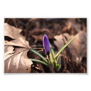 Budding Crocus Fotodruck