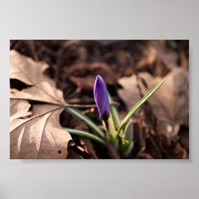 Budding Crocus Poster (Vorne)