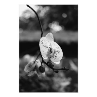 Budding Orchid's Bloom (B&W) Fotodruck
