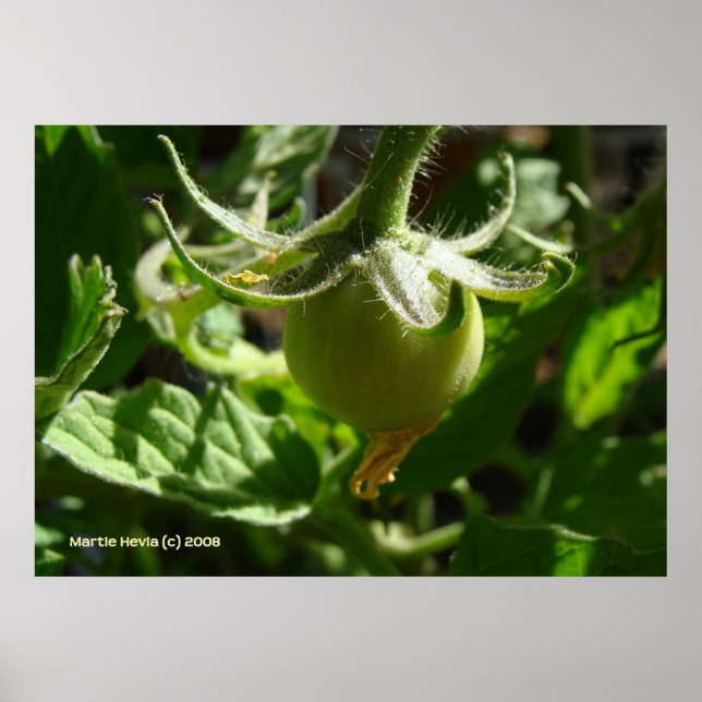 Budding Tomato Poster (Vorne)