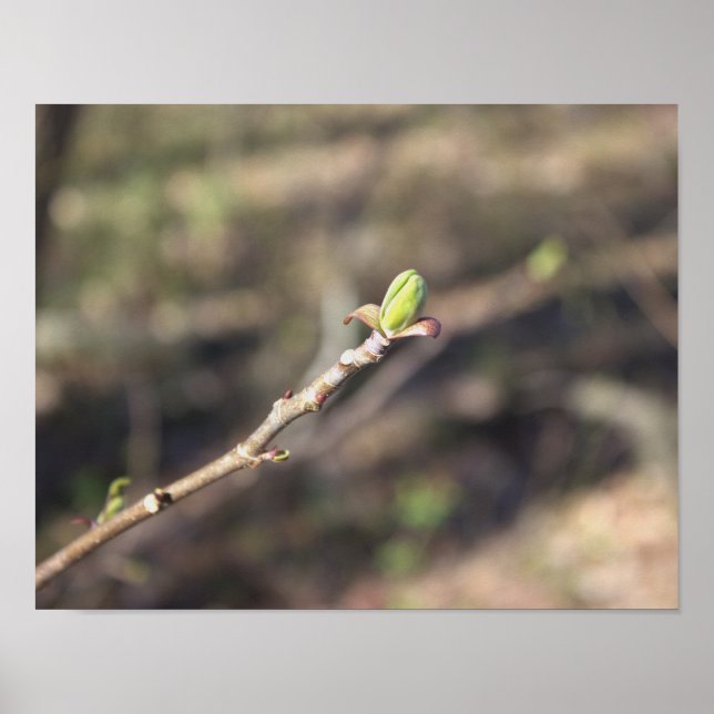 Budding Tree Branch Poster (Vorne)