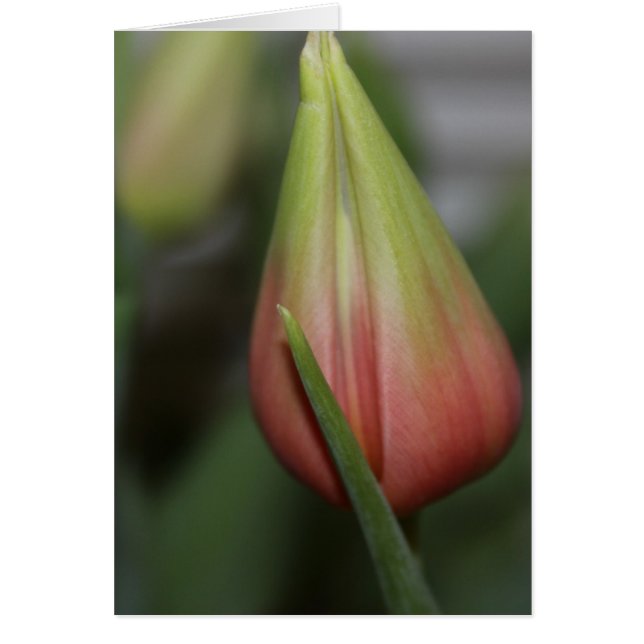 Budding Tulip #2 (Vorne)