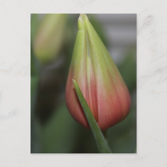 Budding Tulip #2 Postkarte (Vorderseite)