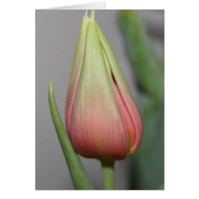 Budding Tulip #3 (Vorne)
