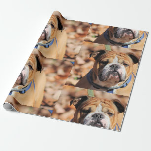 Buddt Bulldog Geschenkpapier