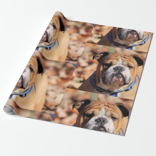 Buddt Bulldog Geschenkpapier (Ungerollt)