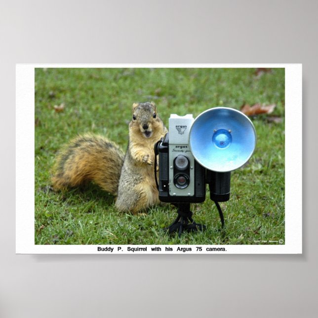 BUDDY P. SQUIRREL POSTER (Vorne)