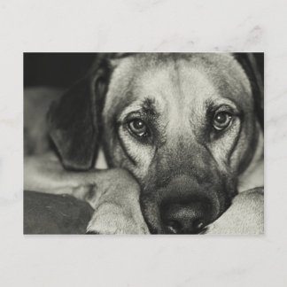 Buddy Postcard Postkarte