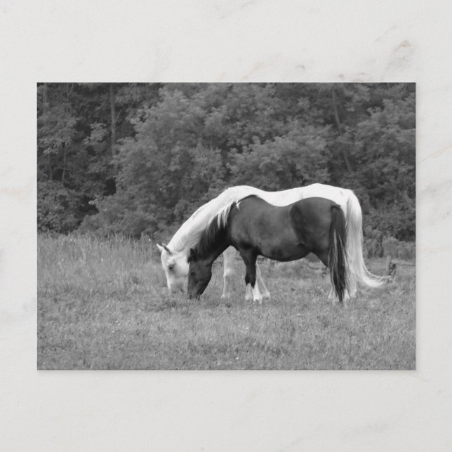 Buddy, s postkarte (Vorderseite)