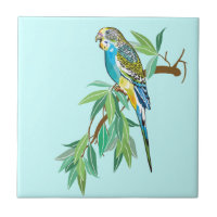 Budgerigar