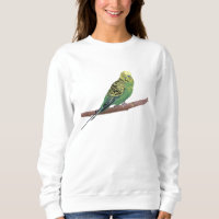 Budgerigar Parrot