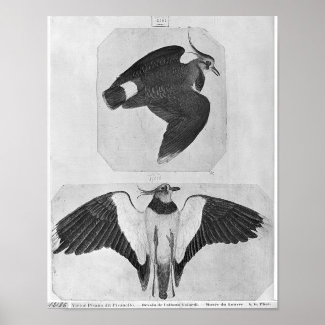 Budgerigars aus dem Vallardi-Album Poster (Vorne)