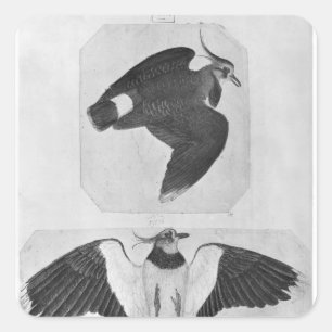 Budgerigars aus dem Vallardi-Album Quadratischer Aufkleber
