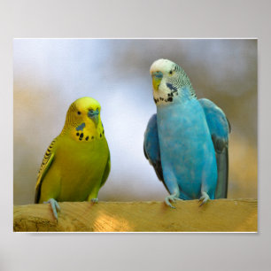 Budgerigars Poster