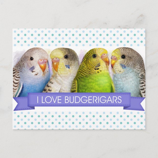 Budgerigars realistisches Gemälde Postkarte (Vorderseite)