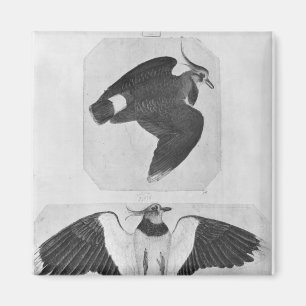Budgerigars, vom Vallardi Album Magnet