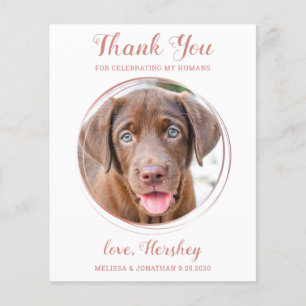 Budget Rose Gold Haustier Foto Hund Hochzeit Viele