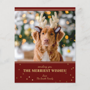 Budget Rot Gold Weihnachtsfoto