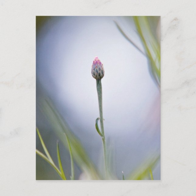 Budgetierung der Blume Postkarte (Vorderseite)
