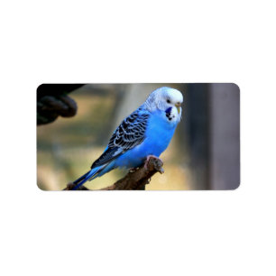 Budgie Adressaufkleber