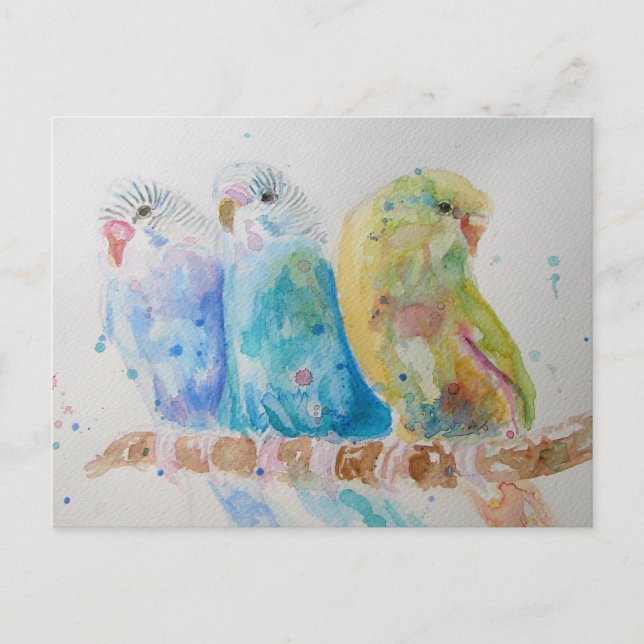 Budgie Aqua Aquamarin Postkarte (Vorderseite)