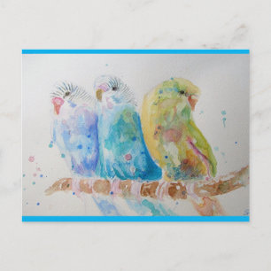 Budgie Aqua Aquamarin Postkarte