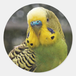 Budgie Bird Runder Aufkleber