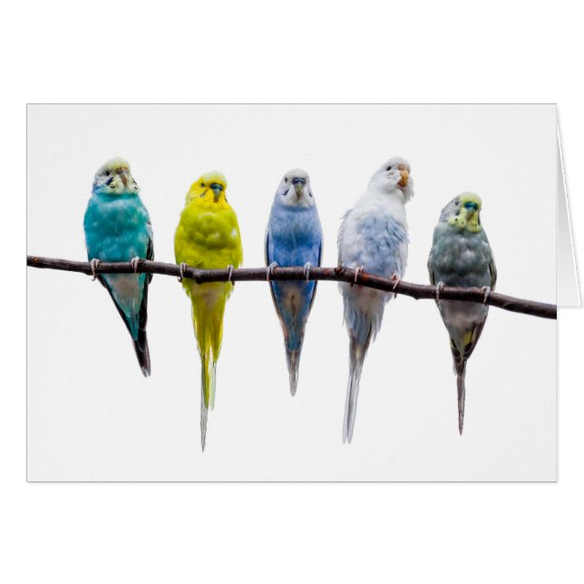 Budgie Birds (Vorderseite (Horizontal))