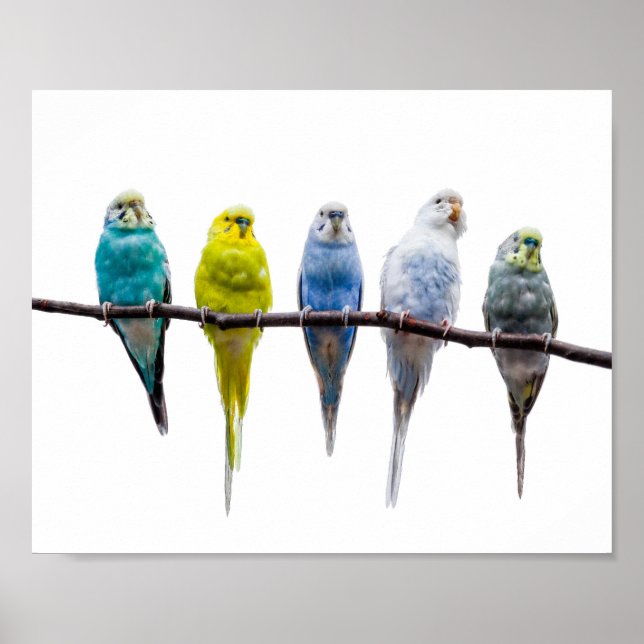 Budgie Birds Poster (Vorne)