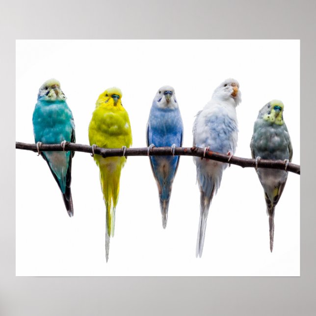 Budgie Birds Poster (Vorne)