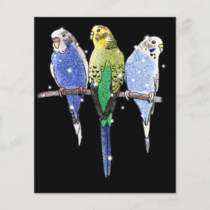Budgie Budgerigar Glitzer Flyer