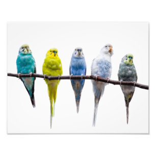 Budgie Fotodruck