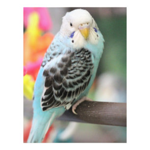 Budgie Fotodruck
