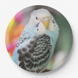 Budgie Pappteller