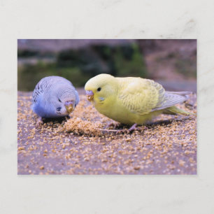 Budgie Postkarte