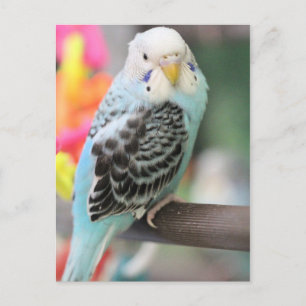 Budgie Postkarte