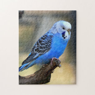 Budgie Puzzle