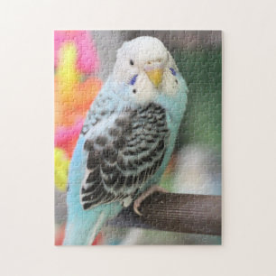 Budgie Puzzle