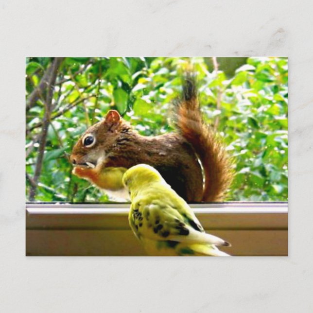 Budgie und Rotes Eichhörnchen Postkarte (Vorderseite)