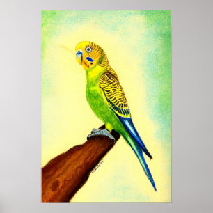 Budgie Vogel-Porträt Poster